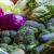 Warzywa kapuściane – pielęgnacja i odmiany