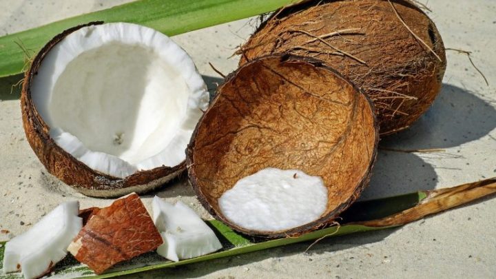 Kiedy kokosy są dojrzałe? Czy orzechy kokosowe dojrzewają po ich zebraniu?